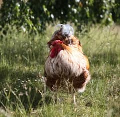 🐓 Tupp söker nytt hem i Skåneområdet